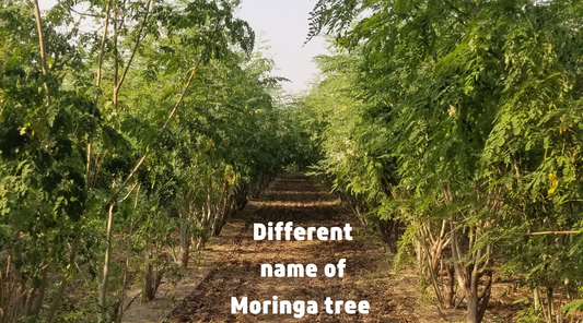 It also goes by a few other names like Different Name of Moringa Tree ?